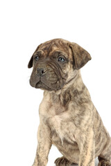 bullmastiff puppy isolated on white background 