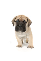 bullmastiff puppy isolated on white background 