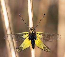 dragonfly close up