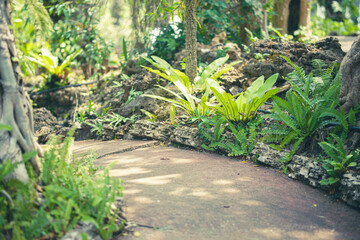green plant leaves plant decorating in garden