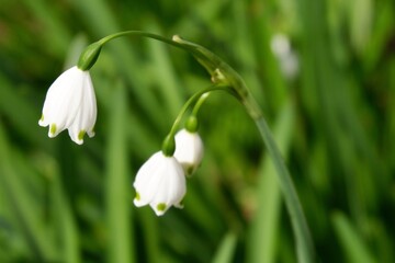 Fototapeta premium 緑の中のスノーフレーク