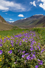 Purple flowers and mountains at Mud Village, Spiti Valley, Himachal Pradesh, India