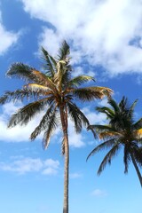 Plam trees view from below on vacation,beach walk.