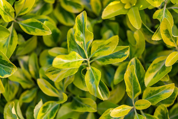 evergreen groundcover after a rainfall green background. green leaves in the garden against a blurred background