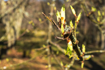 Leaf buds at spring
