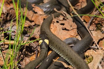 Grass snakes sunbathing at springtime