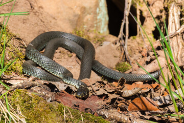 Grass snake basking in the spring sun