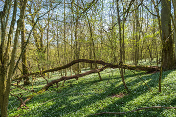 Beautiful deciduous forest in spring with a fallen tree