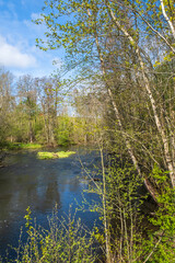 Fototapeta na wymiar Lush trees in the spring in a river valley in the sunshine
