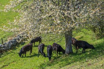 Cows grazing under a flowering cherry tree on a meadow