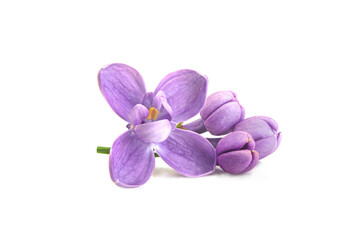 Fototapeta na wymiar Lilac flowers isolated on white background