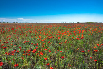 Fototapeta na wymiar Beautiful red poppies field in spring time. Blooming poppy flowers field in Kazakhstan steppe. Travel, tourism in Kazakhstan concept.