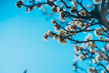 Beautuful  Japanese Plum Blossoms