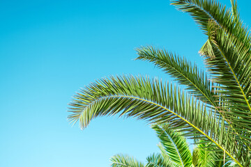 Fototapeta premium Close-up of palm leaves against a blue sky. Recreation,vacation, vacation travel summer.