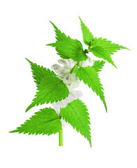 Nettle isolated on a white background. Saved work path. Juicy nettle blooms beautifully. Lamium...
