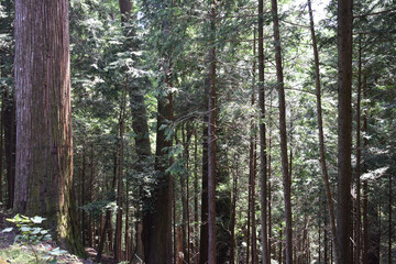 森の杉に太陽の光