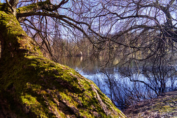 Slate tree with mossy bark and dense leafless branches in front of pond with dark blue water