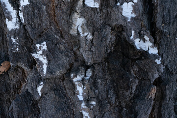 bark of a tree