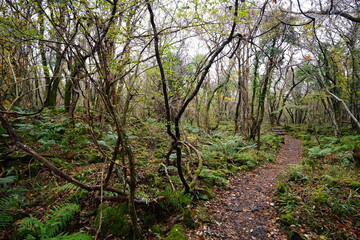 quiet autumn forest with bare trees and fallen leaves