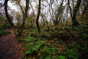 autumnal tints and mossy rocks in thick wild forest