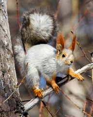 Squirrel sits on a branch in early spring, illuminated by the sun, close-up