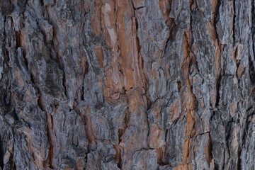 bark of a tree