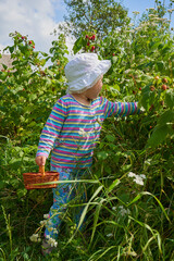 little girl in the raspberry bushes,summer girl collects ripe raspberries with a basket