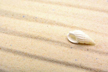White seashell on smooth wavy sand of the seashore. Design concept for summer vacation with copy space. Selective focus