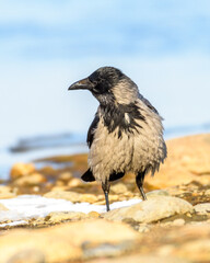 a large wet crow sits on the riverbank, against the background of blue water, close-up