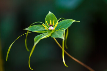Crow 's eye ( lat. Paris ) is a genus of monocot plants of the Melanthiaceae family
