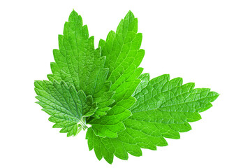 Mint leaves isolated on white background. Melissa leaf  isolated on white background. Saved work...