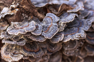 Mushrooms growing on a tree trunk.