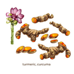 611_turmeric, curcuma turmeric, flower, root, spice botanical illustration on white background
