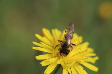 fond d'écran, pollinisation, fleur, abeille, insecte, jaune, nature, macro, mouche, été, animal, pollen, miel, jardin, fleur, printemps, plante,  gros plan, gros plan, insecte, ailes, nectar, papillon