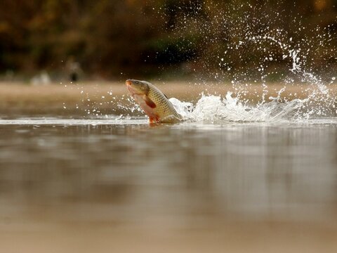 A carp fish jumps over the water, original captured photo
