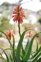 アロエの花