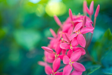Fototapeta premium Closeup of beautiful floral natural background, artistic nature macro. Spring summer background, blurred bokeh foliage, colorful nature view. Exotic blooming flowers, tropical nature. Perfect petals