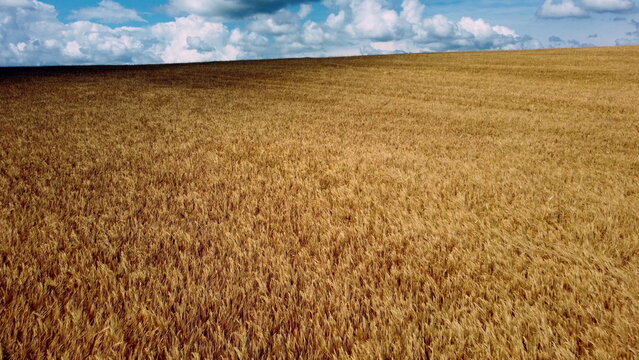 Aerial drone view flight over field of yellow ripe wheat. Horizon skyline. Blue sky and white clouds. Ripe harvest. Flying over ears of wheat grains. Agrarian. Landscape fields agro-industrial culture