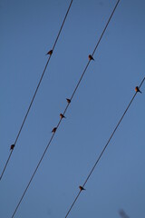 oiseaux, matin, ciel, puissance, bleu, électricité, câble, câblage, mât, ligne, électrique,...