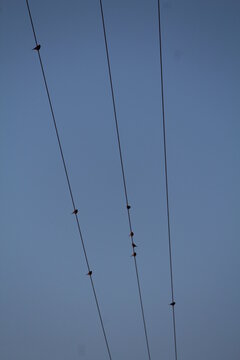 oiseux, ciel, c&acirc;ble, bleu, puissance, c&acirc;blage, &eacute;lectricit&eacute;, m&acirc;t, ligne, &eacute;nerg&eacute;tique, &eacute;lectrique, fil, suspendu, nuage, nuage, haute, corde, silhouette, ligne, industrie, technologie, 