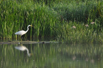 Great egret hunting fish at dawn on the river bank. Survival in the wild. Clever and agile hunter.