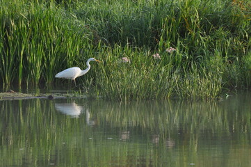 Great egret hunting fish at dawn on the river bank. Survival in the wild. Clever and agile hunter.