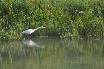 Great egret hunting fish at dawn on the river bank. Survival in the wild. Clever and agile hunter.