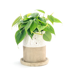 観葉植物、フィロデンドロン・オキシカルジウムの鉢植え【白背景】