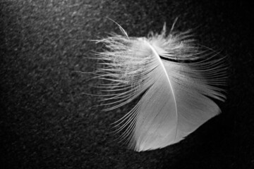 white fluffy feather on a black background