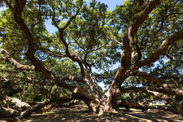 A wide angle photo of the greatest and oldest urban Pōhutukawa in New Zealand