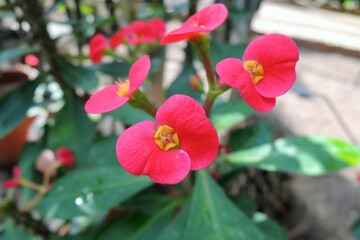 Fototapeta premium ハナキリン(花麒麟) Christ Plant Euphorbia milii 「ブレオニー」