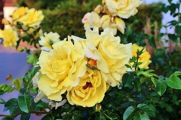 gelbe Rosenblüten am Gartenzaun 