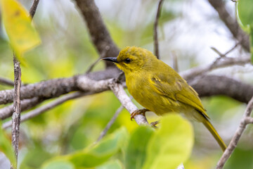 Yellow Honeyeater in Queensland Australia