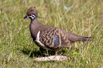 Squatter Pigeon in Queensland Australia